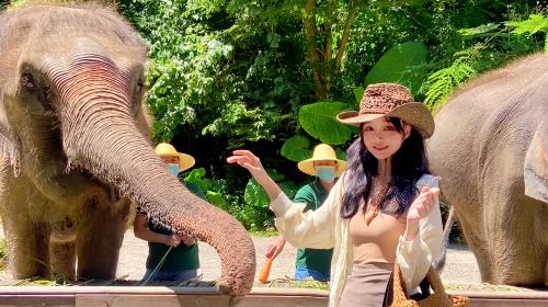 野象谷+原始森林公园一日游可选15人小团纯玩不进店邂逅野象