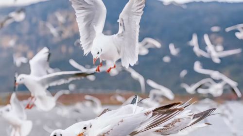 石林风景区+滇池一日游