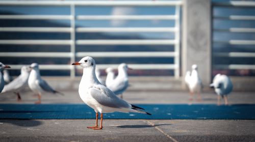 （昆明海鸥季）昆明海埂大坝+斗南花市+海晏村+昆明老街一日游